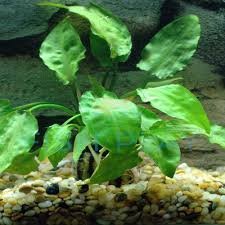 Cryptocoryne Pontederiifolia