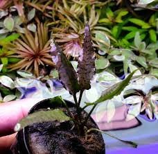 Cryptocoryne Ferruginea