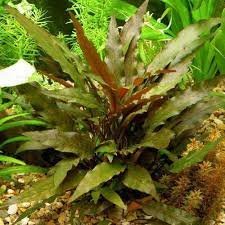 Cryptocoryne Mi Oya