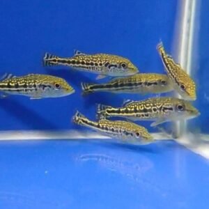 Royal Silk Peacock Bass