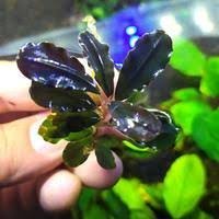 Bucephalandra Hades