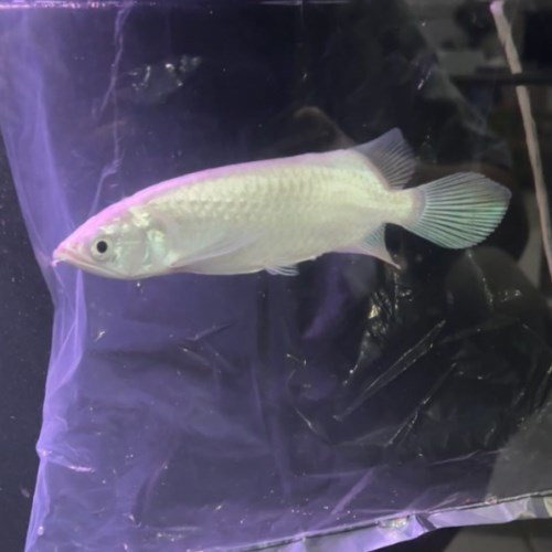 Platinum Jardini Arowana Platinum Jardini Arowana