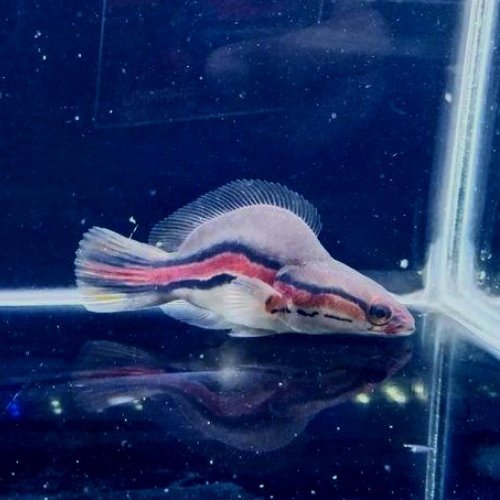 Short Body Channa Micropeltes