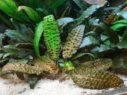 Cryptocoryne Hudoroi