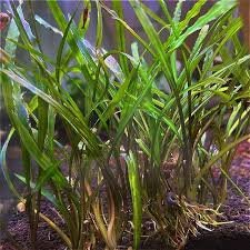 Cryptocoryne Spiralis
