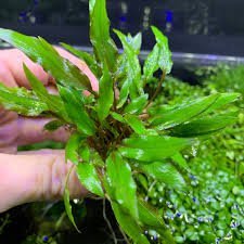 Cryptocoryne Wendtii