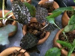 Cryptocoryne Striolata