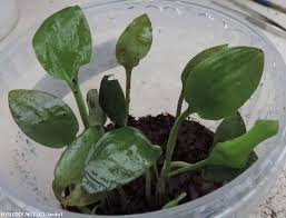 Cryptocoryne Erwinii