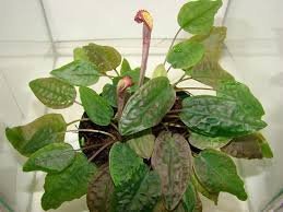 Cryptocoryne Pallidinervia