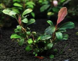 Bucephalandra Kir Royale