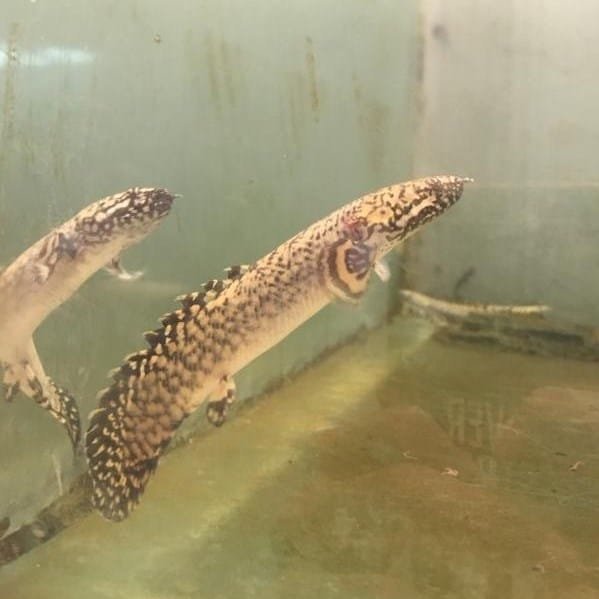Polypterus Ornatipinnis