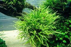 Java Fern Needle Leaf