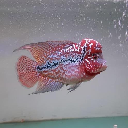 Red Kamfa Flowerhorn