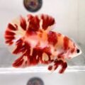 Candy Halfmoon Plakat Betta