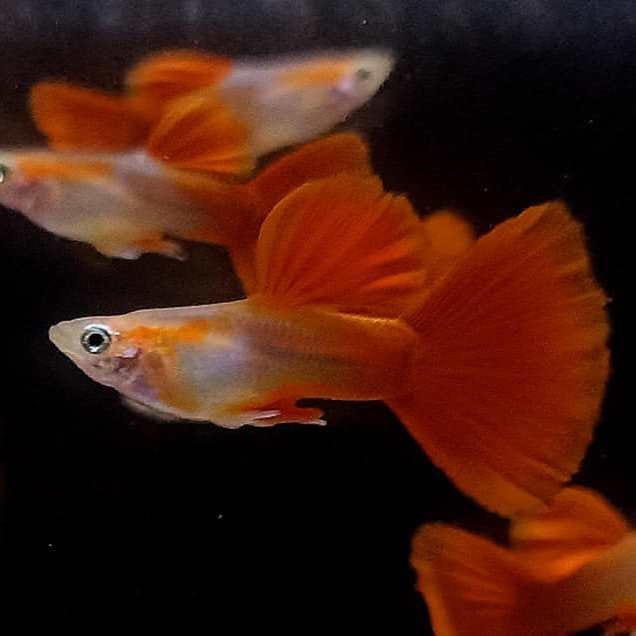 Half Blonde Red Guppy Half Blonde Red Guppy