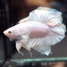 Platinum Plakat Double Tail Betta