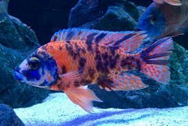 Orange Blotched Peacock