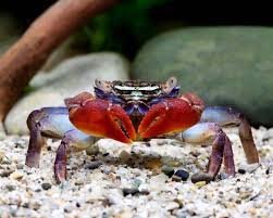 Red Claw Marsh Crab