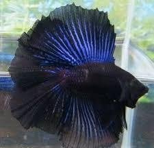 Orchid Halfmoon Double Tail Betta