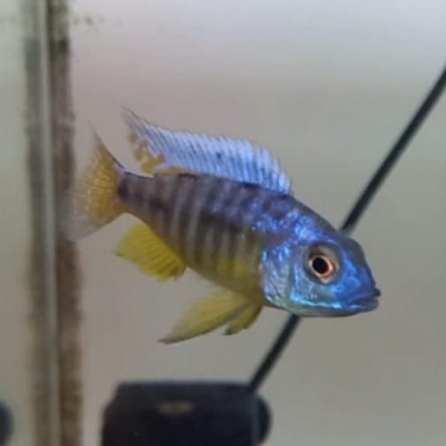 Protomelas Spilonotus Protomelas Spilonotus