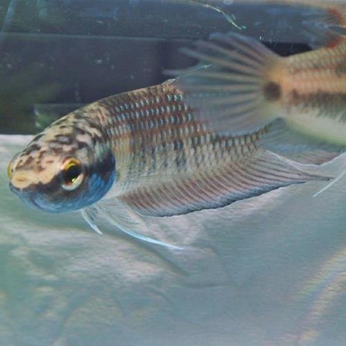 Wild Betta Pugnax Wild Betta Pugnax