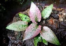 Cryptocoryne Silver Queen