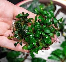 Bucephalandra Mini Coin