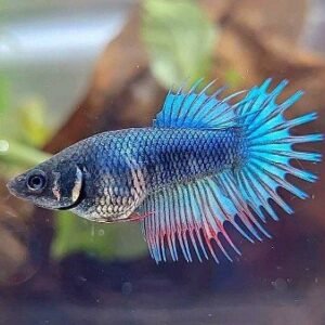 Female Crowntail Betta