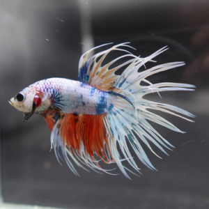 Fancy Crowntail Betta