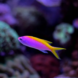 Yellowback Anthias