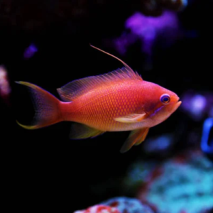Sea Goldie Anthias