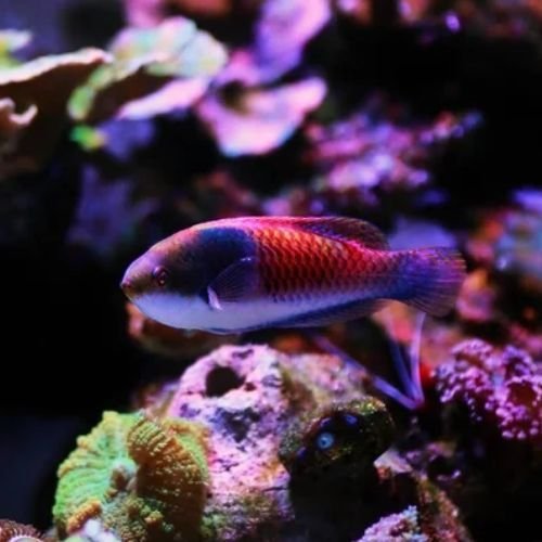 Bluehead Fairy Wrasse