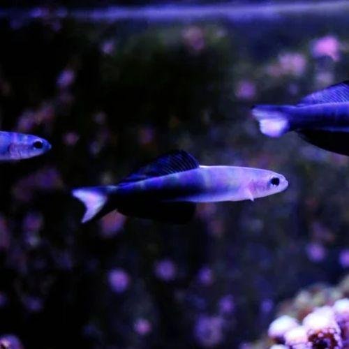 Scissortail Dartfish