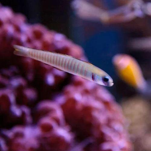 Zebra Barred Dartfish