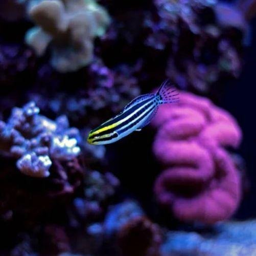 Striped Blenny