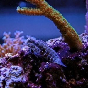 Lawnmower Blenny