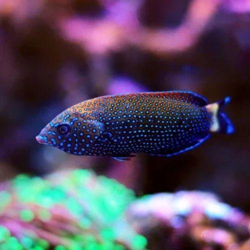 Blue-Spotted Wrasse