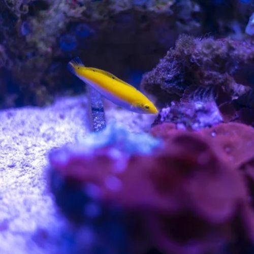 Canarytop Wrasse