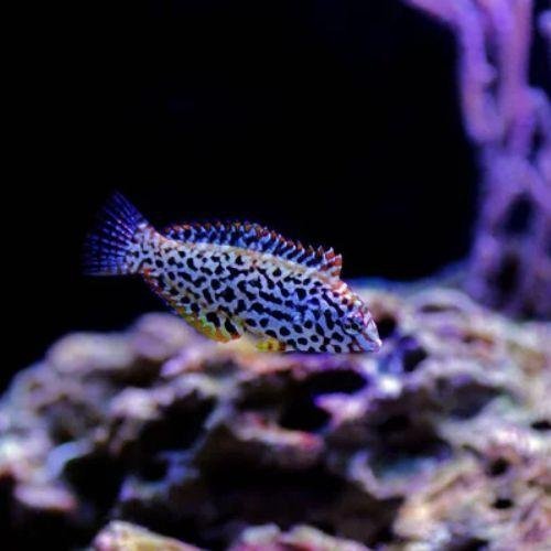 Macropharyngodon meleagris