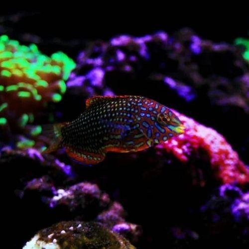 Wargacz lamparci ozdobny