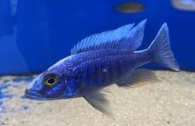 Sciaenochromis Fryeri