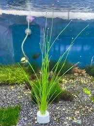 Eleocharis Montevidensis