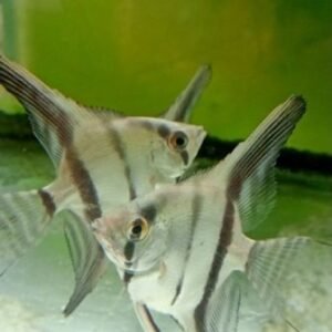 Angelfish (Zebra)