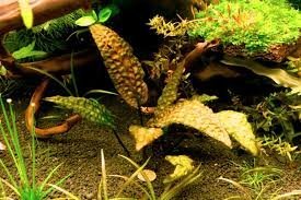 Cryptocoryne Keei