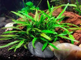 Cryptocoryne Lucens
