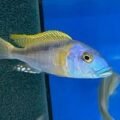 Buccochromis Rhoadesii