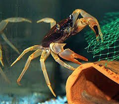 White Leg Matano Crab