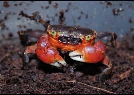 Red Apple Crab