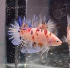 Koi Giant Plakat Betta