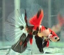 Koi Halfmoon Betta